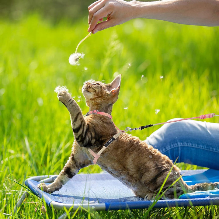 Set de hamuri pentru pisici cu lesă și zgardă, ham reglabil pentru pisoi cu culoare gradientă, ham rezistent la evadare cu lesă pentru pisoi care se plimbă în aer liber (portocaliu și galben)