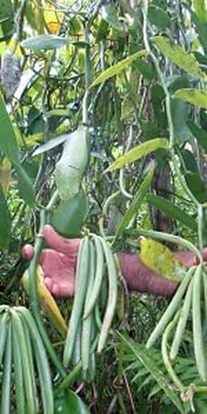 Pulbere de vanilie 50 G, pulbere de vanilie măcinată 100% pură Arome Naty Shop