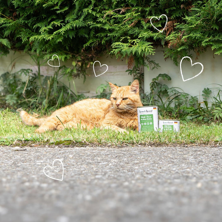 Venandi Animal - Hrană premium pentru pisici - Oaie ca hrană umedă monoproteică, fără cereale și naturală, pachet de 6 (6 X 200G)