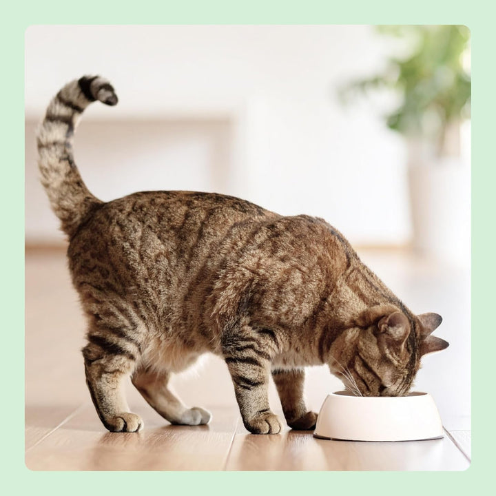 By Amazon Hrană umedă fără cereale pentru pisici, conservă, pateu de pui, 12 X 400 G