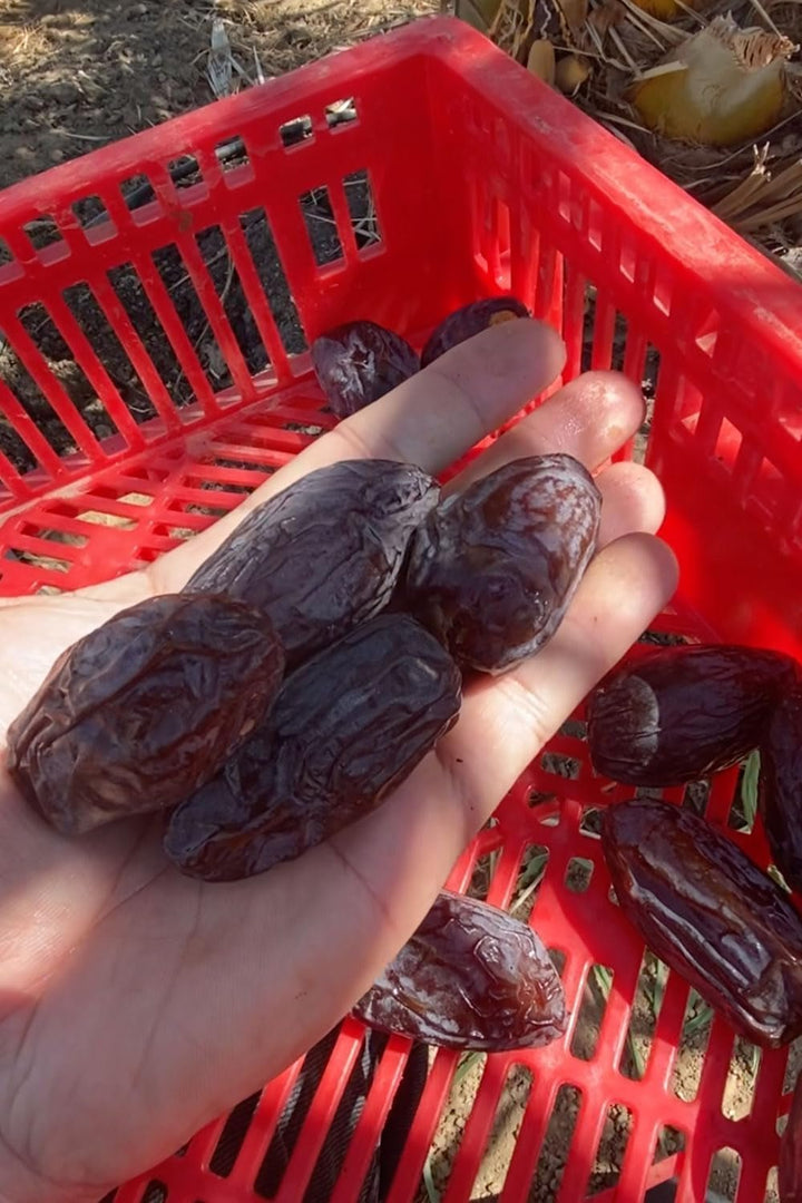 NABALI FAIRKOST FOR ALL Curmale Medjool Medjoul din Palestina - 100% naturale vegan aromate tradiționale proaspete și orientale I fără conservanți 5 kg (1 pachet), Small/Medium Produse deshidratate Naty Shop